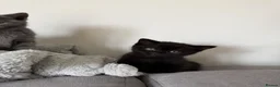 British Shorthair cats for sale: Wonderful British Kittens - Advert 8