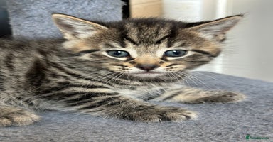 Mixed Breed cats - Advert 2