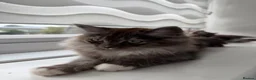 Mixed Breed cats for sale: beautiful persian chinchilla ragdoll babies - Advert 5