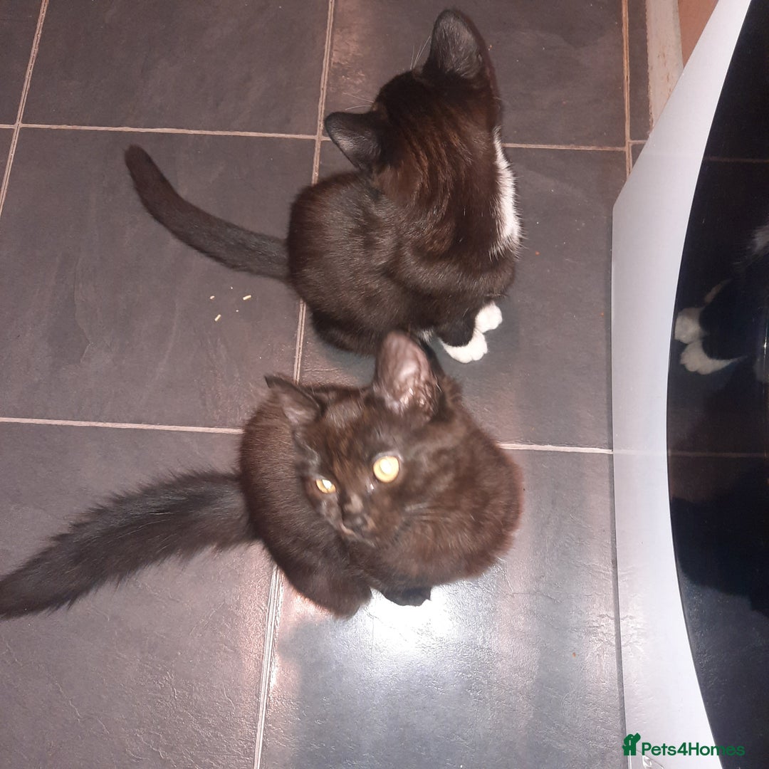 European cats for sale: Lovely kitten - Image 1