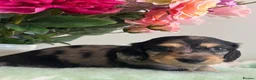 Miniature Dachshund dogs for sale: Beautiful Longhaired Miniature Dachshund Puppies in Liverpool - Advert 4