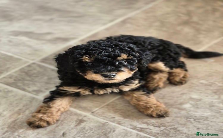 Toy Poodle dogs - Advert 4