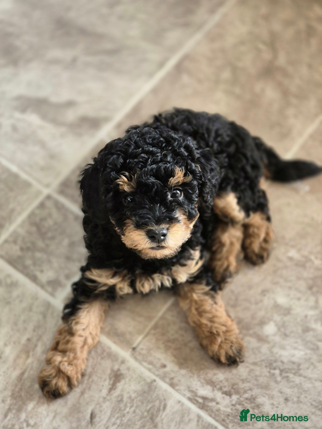 Toy Poodle dogs for sale: Toy Poodles 1 Bitch available  - Image 4