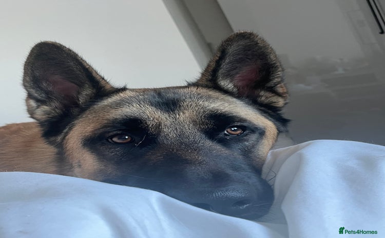 Mixed Breed dogs Blitz - Advert 1