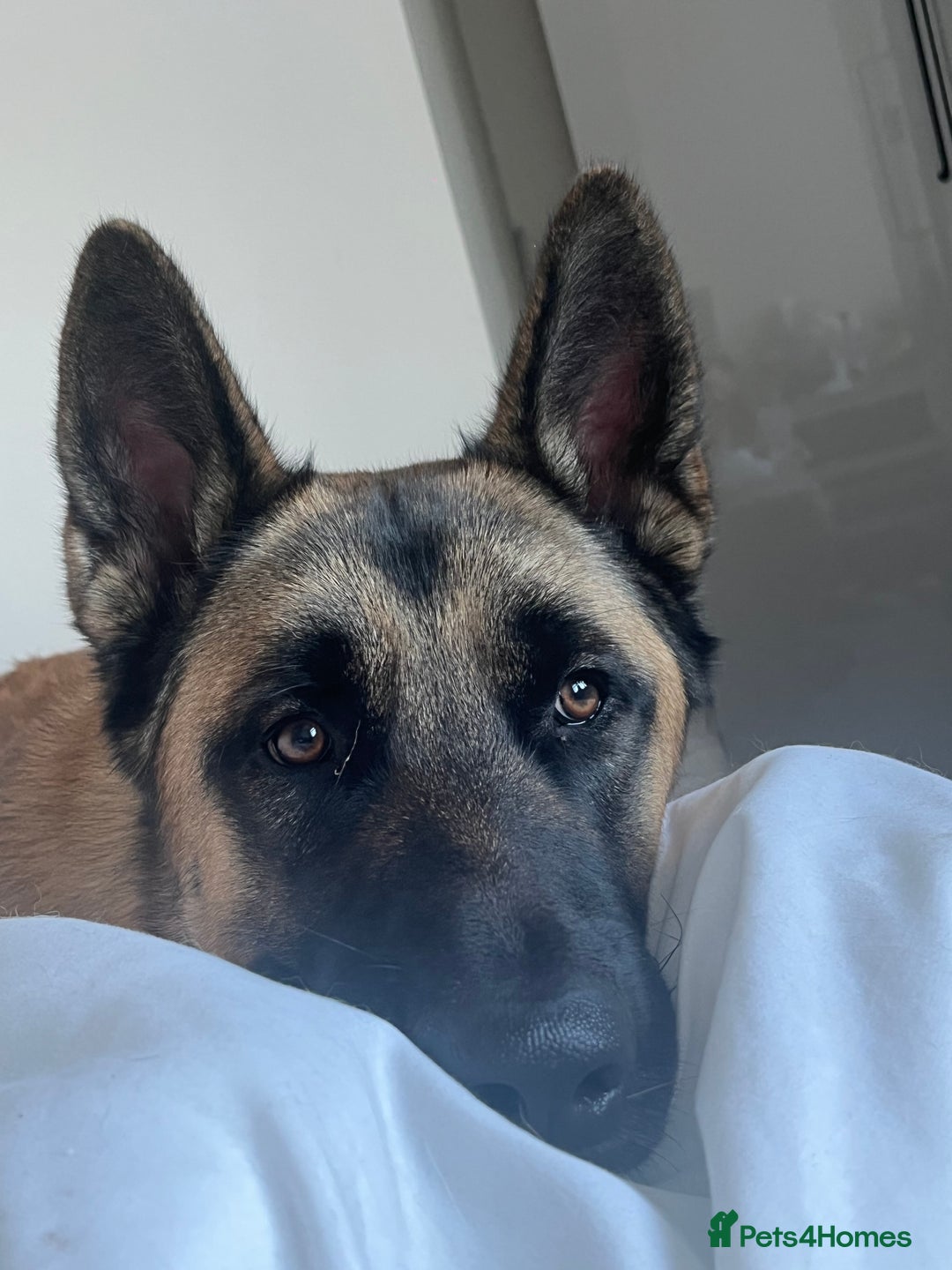 Mixed Breed dogs for sale: Blitz - Advert 1