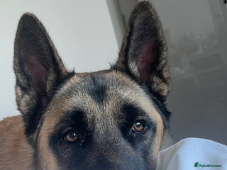 Mixed Breed dogs Blitz - Advert 8