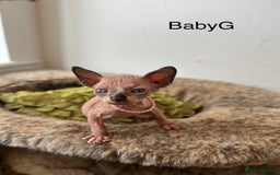 Sphynx cats for sale: Exquisite Sphynx Kittens - Image 17