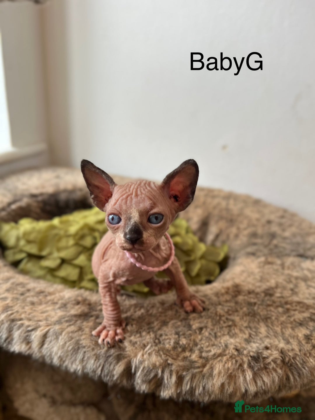 Sphynx cats for sale: Exquisite Sphynx Kittens - Image 17