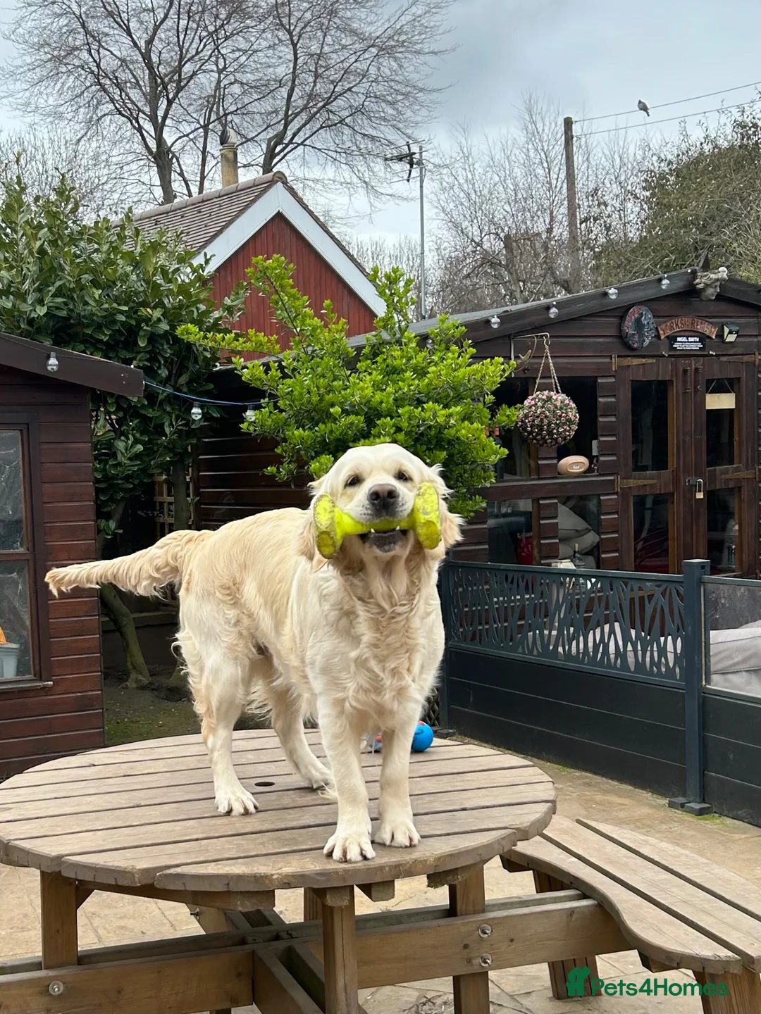 Golden Retriever dogs for sale: Hereditary clear (ICT-A, GR-PRA 1 & 2) - Advert 7