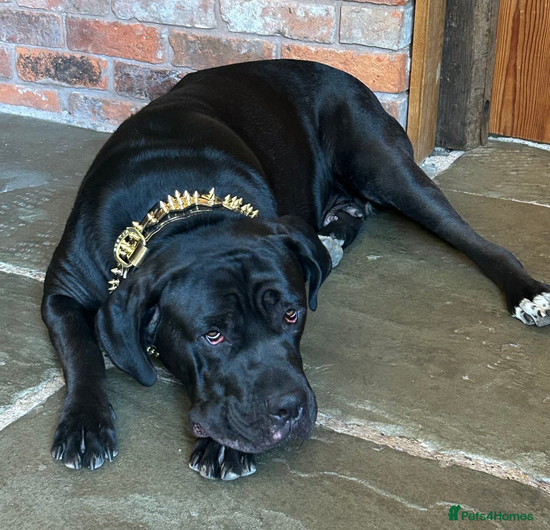 Cane Corso dogs for sale: Full Cane Corso, 1 Black Male remaining  in Newark - Image 11