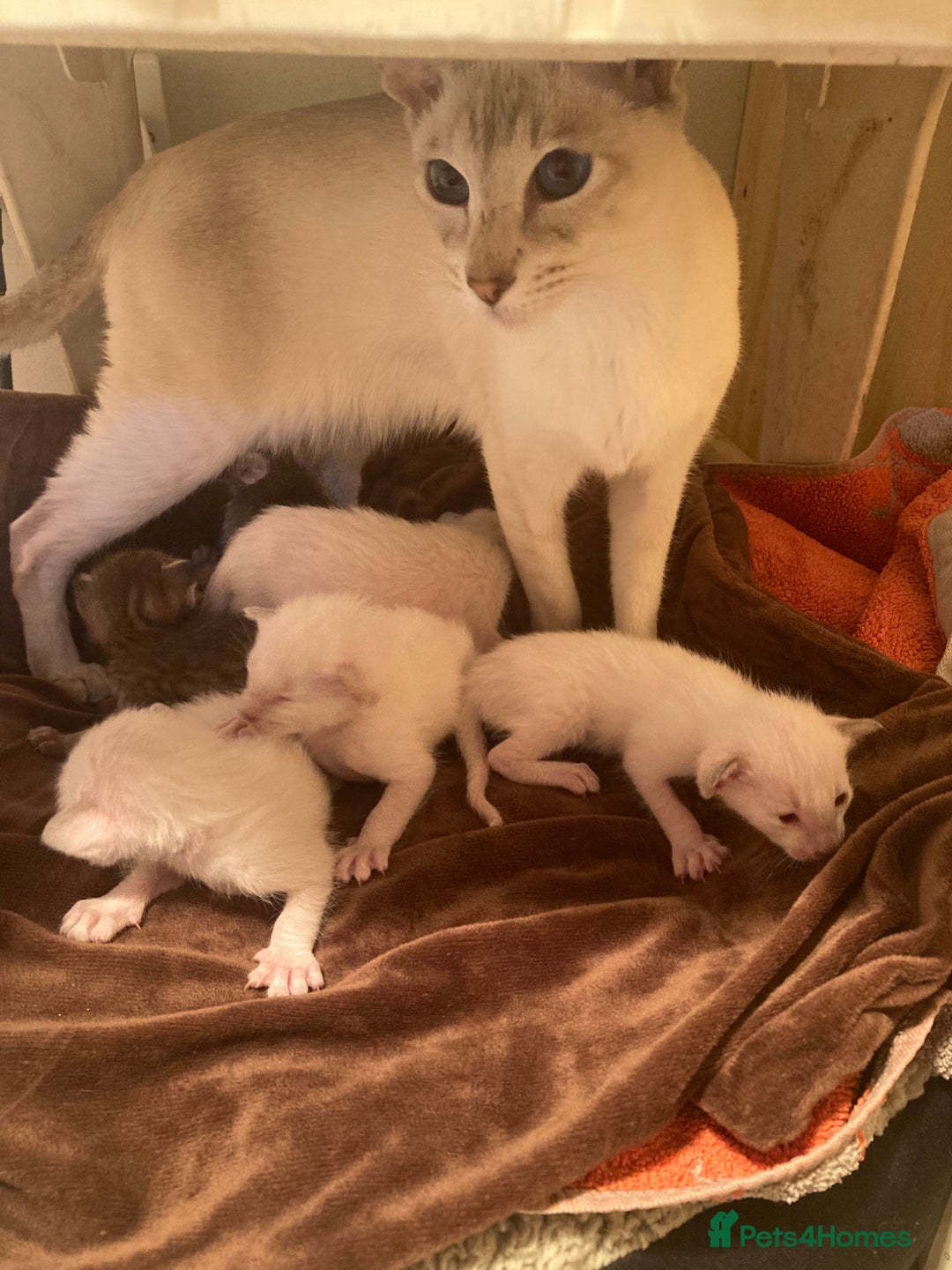 Oriental cats for sale: Oriental shorthair kittens - Advert 6