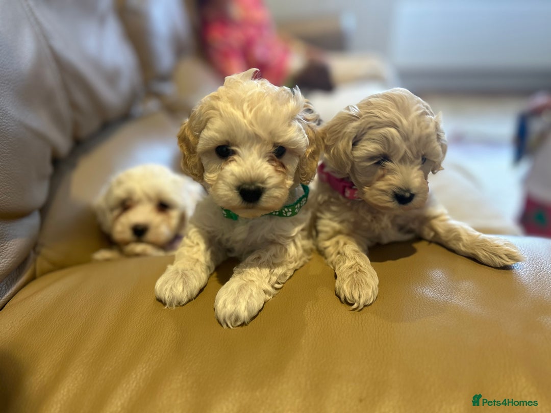 Maltipoo dogs for sale: Stunning Maltipoos wanting forever homes  - Image 7