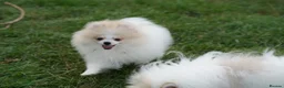 Pomeranian dogs for sale: Sweet little pups  - Advert 13
