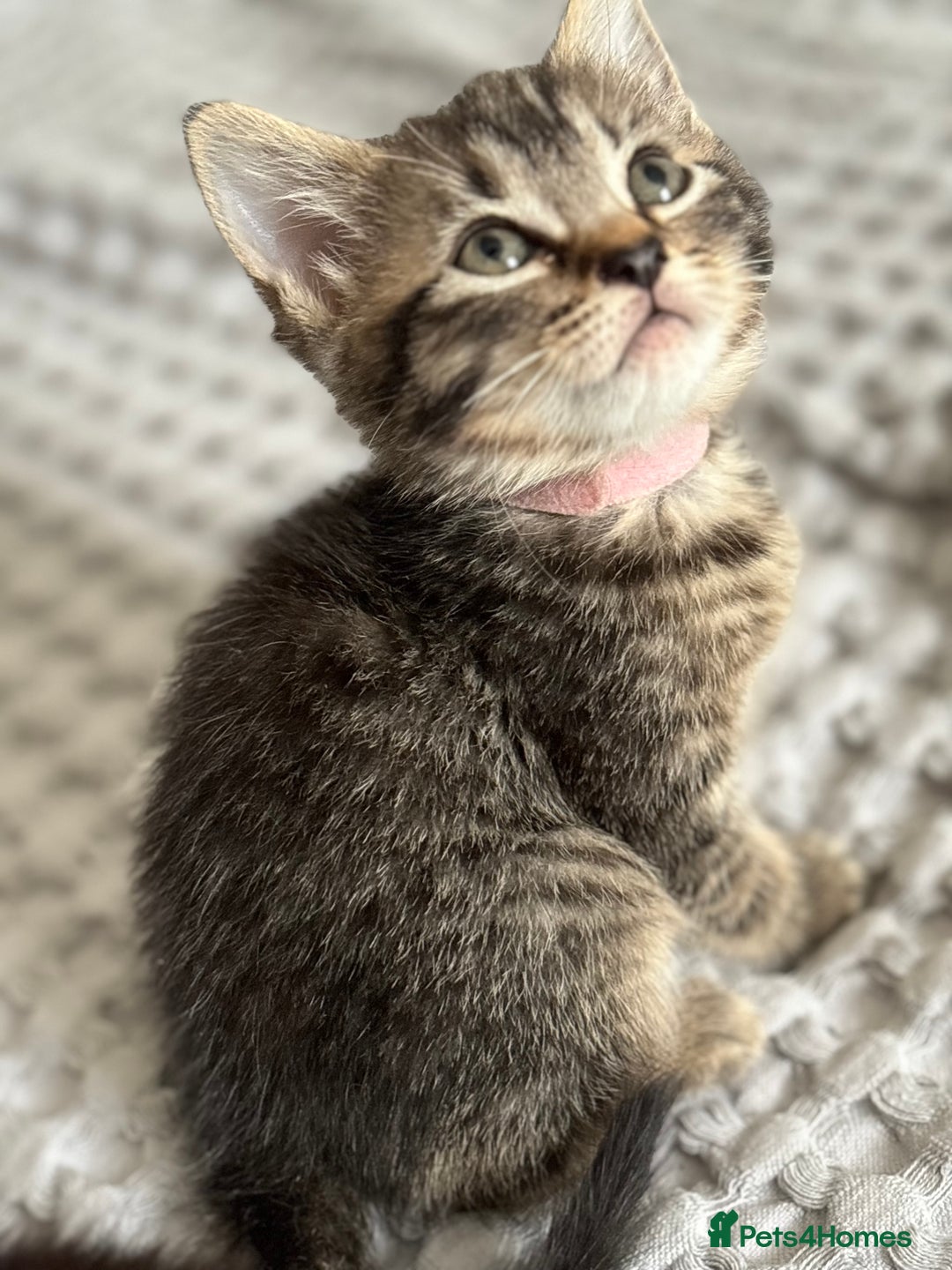 Maine Coon cats for sale: 🌟Adorable kittens now ready 4 forever home🌟 - Image 6