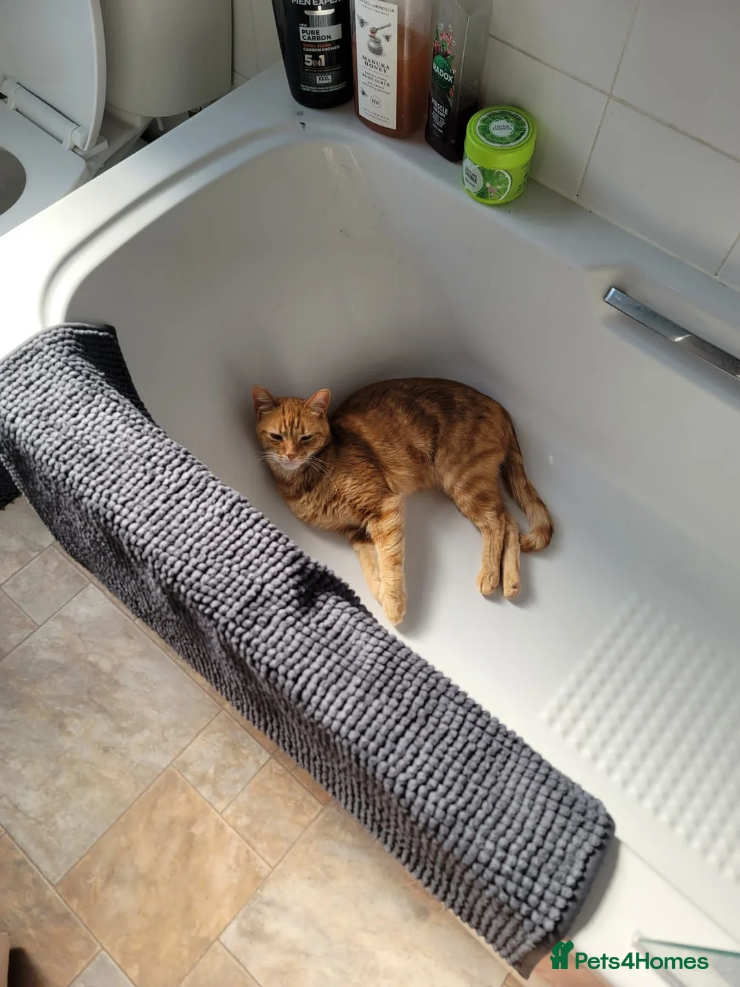 British Shorthair cats for sale: 2x tabby cats in Poole - Advert 9