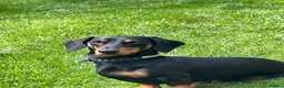 Dachshund dogs for stud: Smooth mini Dachshund  in Horsham - Advert 2