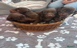 Miniature Dachshund dogs for sale: 2 boy miniature Dachshund puppies for sale - Image 2