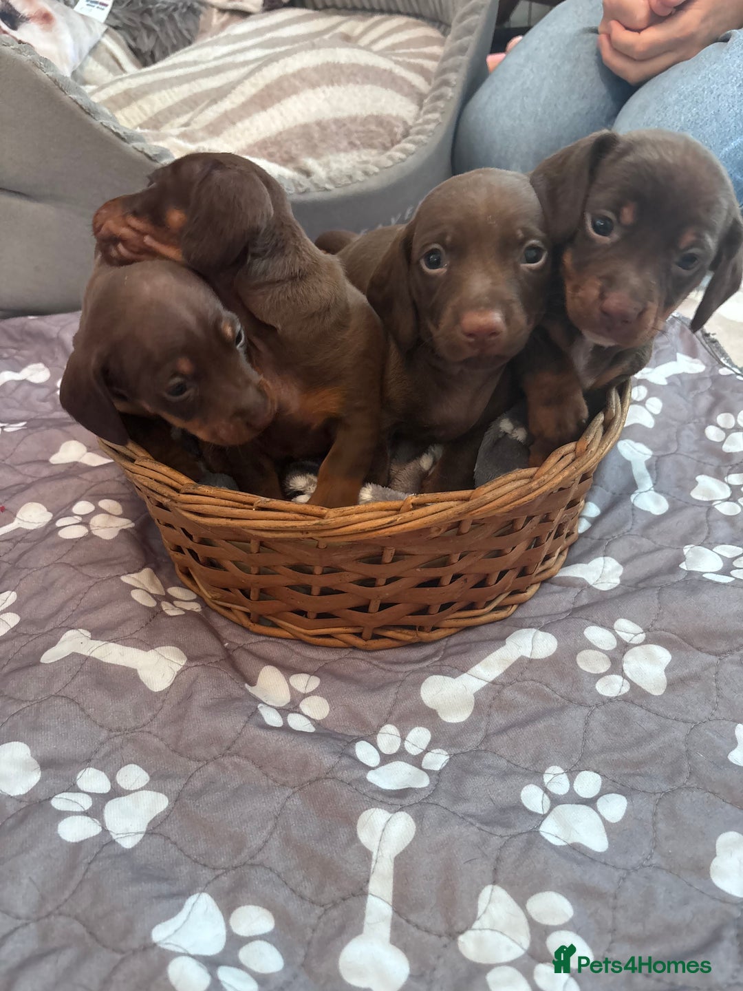 Miniature Dachshund dogs for sale: 2 boy miniature Dachshund puppies for sale - Image 2