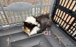Guinea Pig rodents for sale: Baby female and male guinea pigs for sale - Image 3