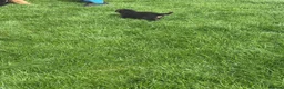 German Shepherd dogs for sale: German Shepard  - Advert 2