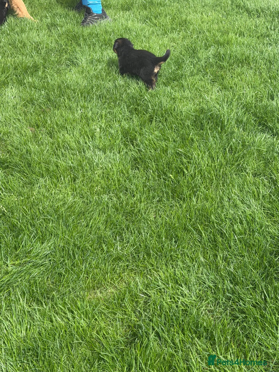 German Shepherd dogs for sale: German Shepard  - Advert 2