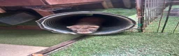 Ferret rodents for sale: Baby Ferret - Advert 3