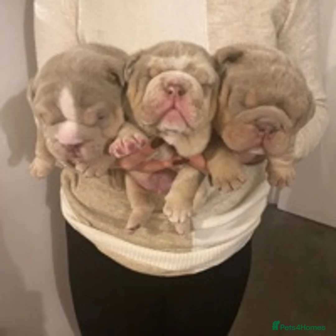 English Bulldog dogs for stud: 💙🍫FRANK🍫💙 in Southampton - Advert 9