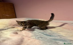 Bengal cats for sale: Bengal x Ragdoll Kittens - Advert 3