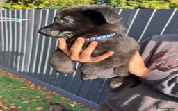 German Shepherd dogs for sale: German Shepherd Puppies, Ready to leave next week - Image 12