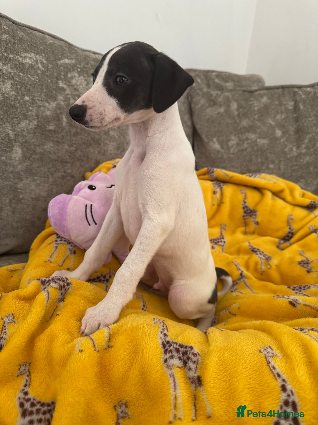 Whippet dogs for sale: Beautiful whippet puppies ready soon - Image 8