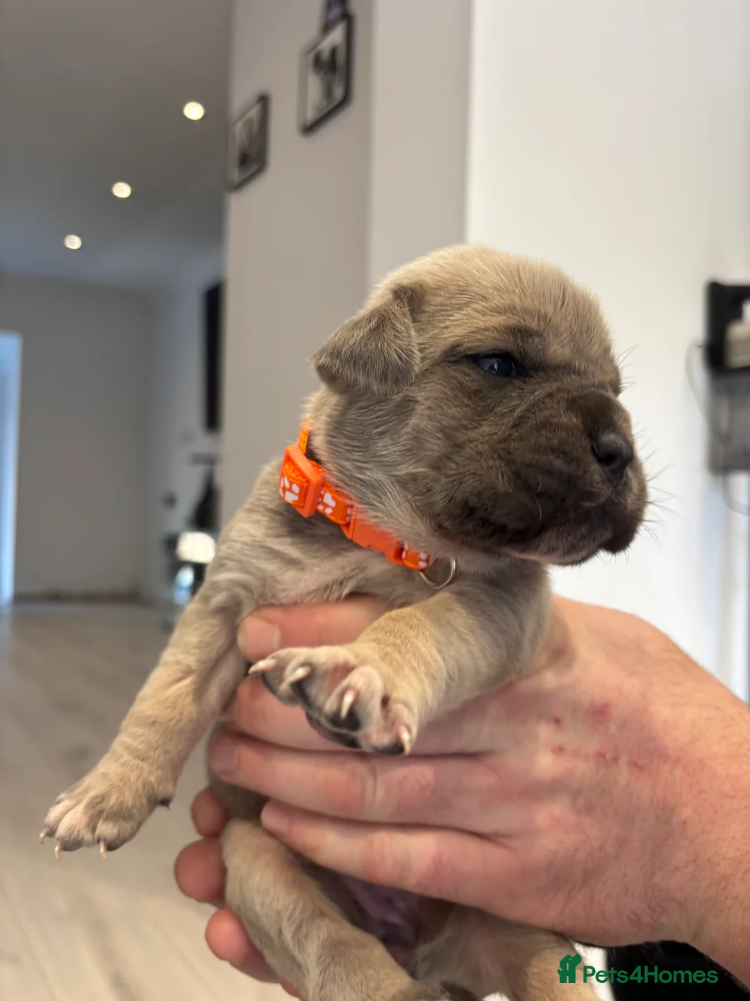 Cane Corso dogs for sale: Cane Corso Puppies 🐶  - Advert 11