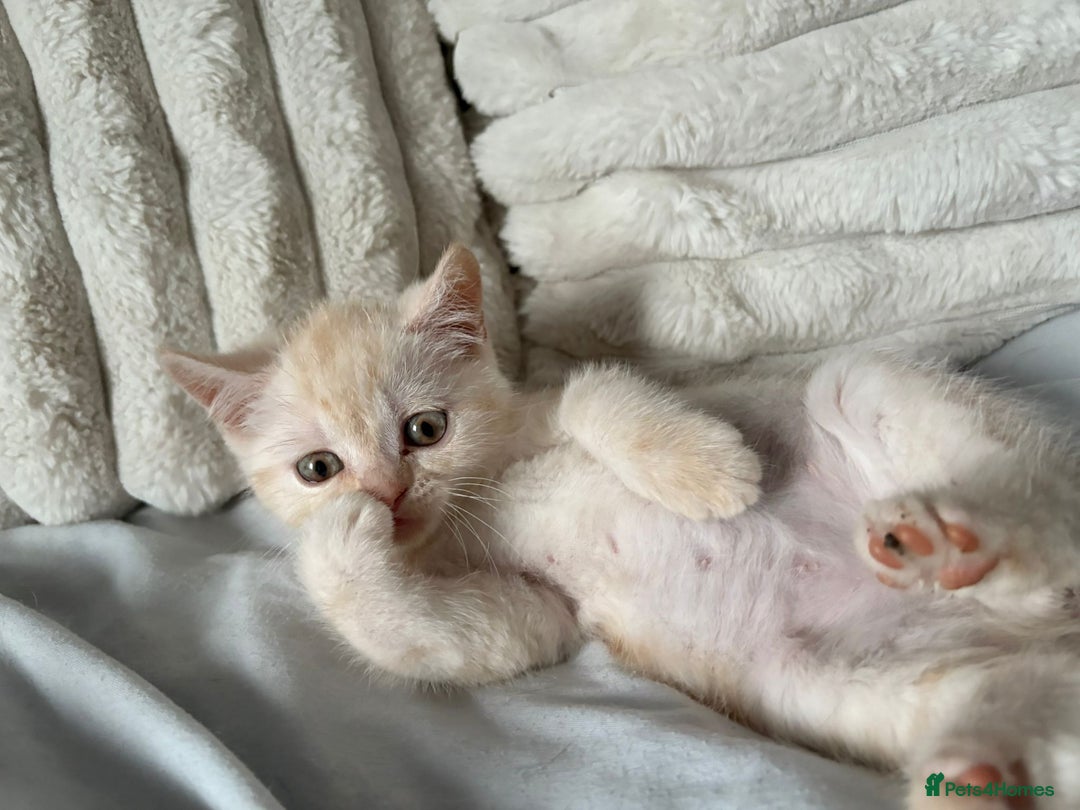 British Shorthair cats for sale: Beautiful British shorthair kittens - Image 23