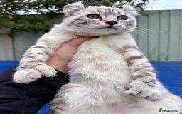 Savannah cats for sale: Breath taking wild looking girl  - Image 24