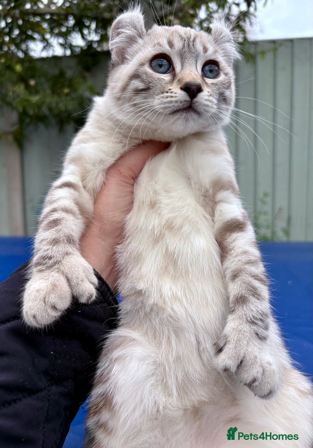 Savannah cats for sale: Breath taking wild looking girl  - Image 24