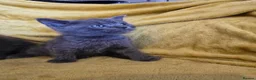 British Shorthair cats for sale: Gorgeous half British shorthair kittens  - Advert 11