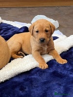 Labrador Retriever dogs Kennel Club Fox Red Labrador Puppies Health Tested - Advert 8