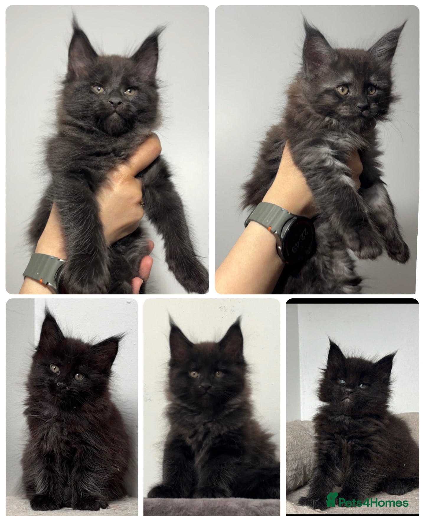 Maine Coon cats XXL RUSSIAN MAINE COON KITTENS - Advert 1