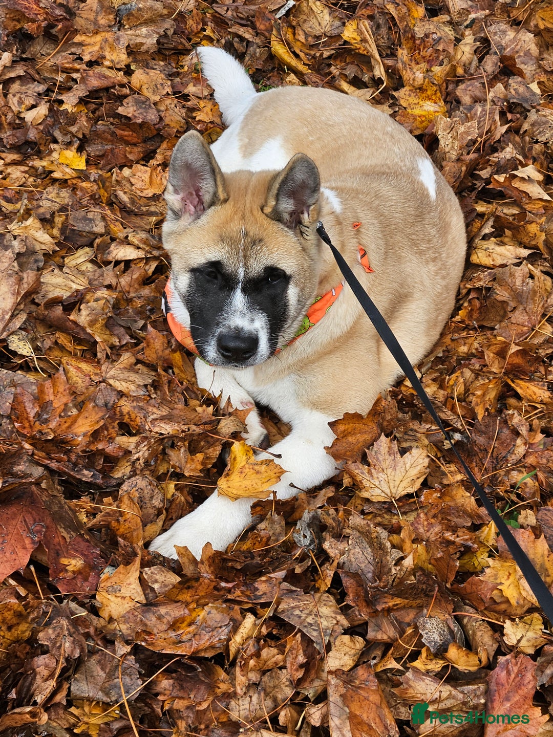 Akita dogs for sale: For rehome  - Image 8