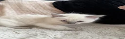Ragdoll cats for sale: Blue point ragdoll kittens  - Advert 20