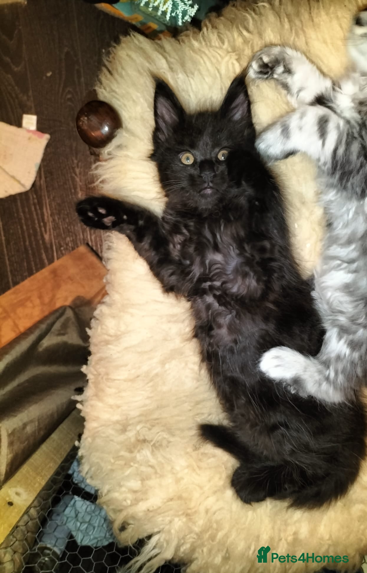 Maine Coon cats Maine coone kittens  - Advert 13