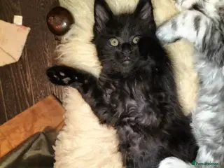 Maine Coon cats Maine coone kittens - Advert 15