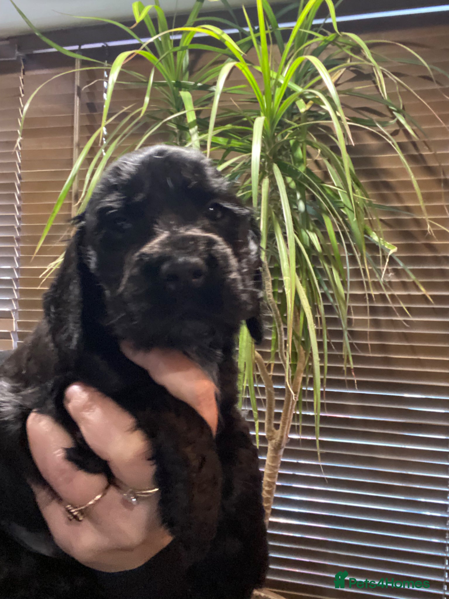 Cocker Spaniel dogs Gorgeous show cocker spaniels  - Advert 5