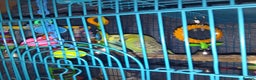 Budgerigars birds for sale: 2 younger budgie for sale - Advert 1