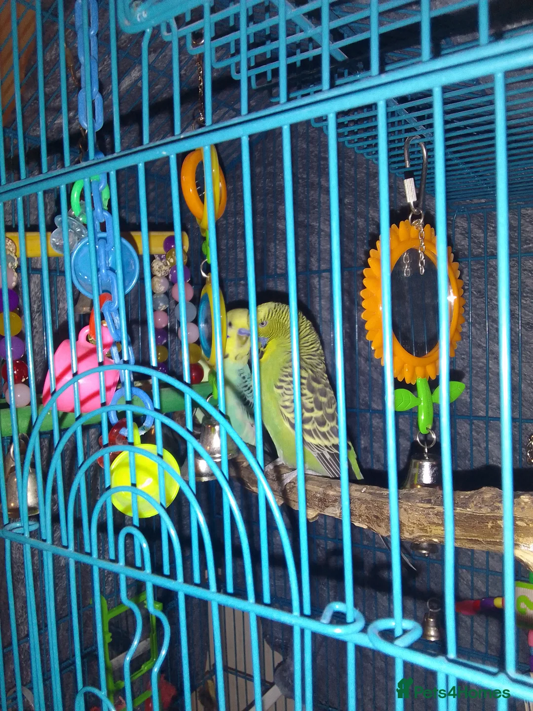 Budgerigars birds for sale: 2 younger budgie for sale - Advert 1