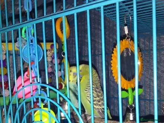 Budgerigars birds 2 younger budgie for sale - Advert 15