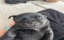 Staffordshire Bull Terrier dogs for sale: Gorgeous Black Boy available from this litter!  - Image 11