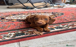 Dachshund dogs for sale: Beautiful puppies of standard dachshund  - Image 8