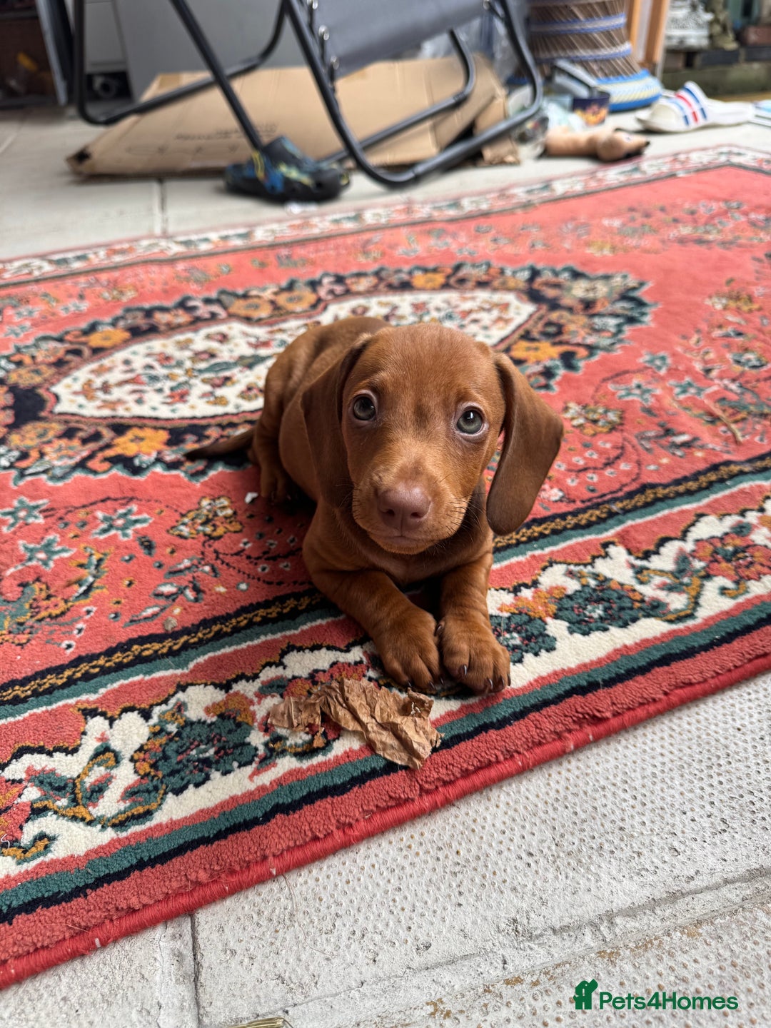 Dachshund dogs for sale: Beautiful puppies of standard dachshund  - Image 8