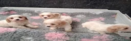 Cavapoo dogs for sale: Beautiful Cavapoo's for sale - Advert 6