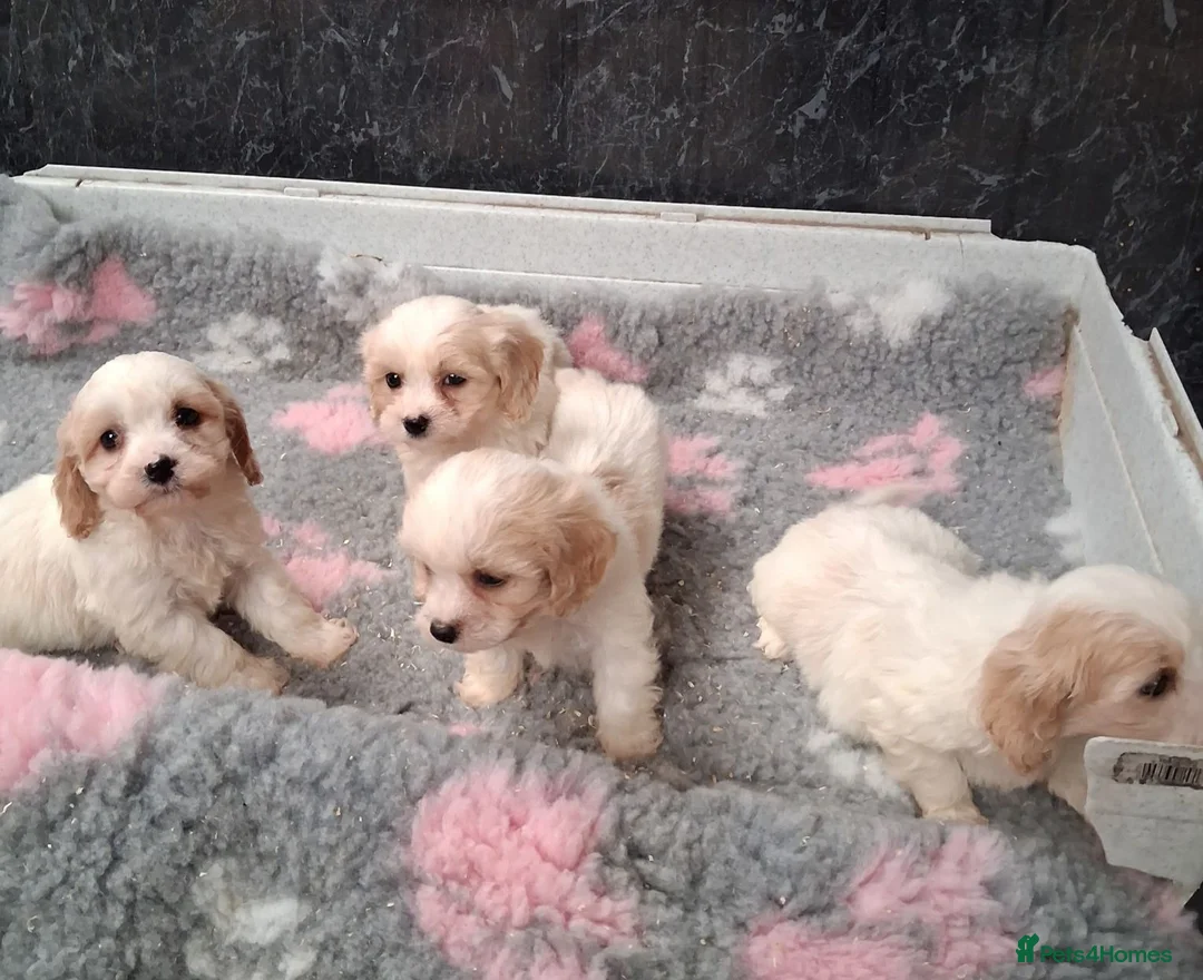 Cavapoo dogs for sale: Beautiful Cavapoo's for sale - Advert 6